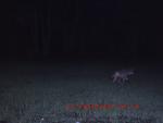 Click image for larger version

Name:	Game camera 022.jpg
Views:	178
Size:	114.5 KB
ID:	11036