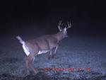 Click image for larger version

Name:	Game camera 027.jpg
Views:	155
Size:	114.0 KB
ID:	11151