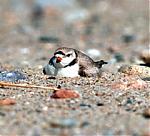 Click image for larger version

Name:	plover16 (2).jpg
Views:	36
Size:	24.6 KB
ID:	16255