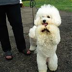 Click image for larger version

Name:	poodle.jpg
Views:	233
Size:	36.6 KB
ID:	16944