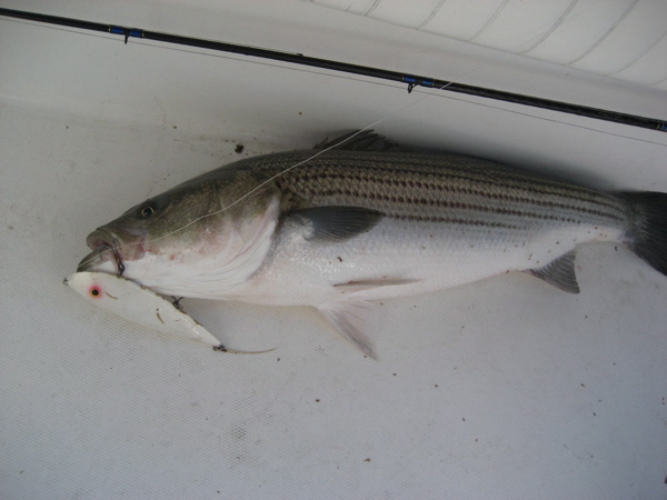 Flaptails  Striped Bass Fishing Forums Forum