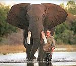 Click image for larger version

Name:	elephant.jpg
Views:	135
Size:	45.8 KB
ID:	27140
