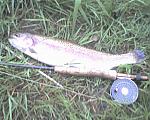 Click image for larger version

Name:	trout.jpg
Views:	259
Size:	73.1 KB
ID:	27561
