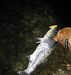 Click image for larger version

Name:	yellowojointfish.jpg
Views:	311
Size:	96.3 KB
ID:	27642