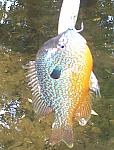 Click image for larger version

Name:	jm_pumpkinseed.jpg
Views:	419
Size:	45.6 KB
ID:	27780