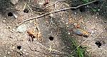 Click image for larger version

Name:	cicadaholes.jpg
Views:	300
Size:	145.1 KB
ID:	27781