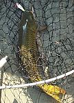 Click image for larger version

Name:	jm_mudmarlin.jpg
Views:	269
Size:	50.0 KB
ID:	27795