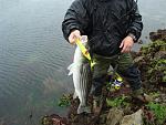 Click image for larger version
Name: Cape Cod 2009 003.jpg
Views: 260
Size: 62.9 KB
ID: 34521