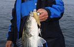 Click image for larger version
Name: Cape Cod 2009 092.jpg
Views: 246
Size: 44.5 KB
ID: 34524