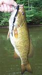 Click image for larger version

Name:	jm-smallie-swimbait.jpg
Views:	185
Size:	38.8 KB
ID:	35010