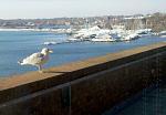 Click image for larger version

Name:	Gull 1.20.2011 9.15AM.jpg
Views:	220
Size:	178.2 KB
ID:	43928