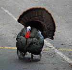 Click image for larger version

Name:	Wild turkey male -2.jpg
Views:	263
Size:	897.2 KB
ID:	46186
