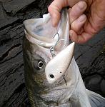 Click image for larger version
Name:	JmacLipplessSwimmer_NH2.jpg
Views:	222
Size:	277.1 KB
ID:	47048