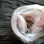 Click image for larger version
Name:	JmacLipplessPlug_NH1.jpg
Views:	225
Size:	280.1 KB
ID:	47050