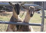 Click image for larger version

Name:	goats.jpg
Views:	348
Size:	30.3 KB
ID:	51487