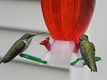 Click image for larger version

Name:	hummingbirds1.jpg
Views:	250
Size:	93.4 KB
ID:	52832