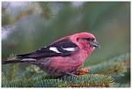 Click image for larger version

Name:	white-winged_crossbill_11.jpg
Views:	258
Size:	195.8 KB
ID:	54094