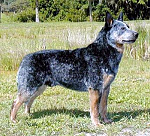 Click image for larger version

Name:	cattledog.png
Views:	214
Size:	185.8 KB
ID:	56579