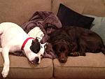Click image for larger version
Name: dogs.jpg
Views: 253
Size: 109.7 KB
ID: 57537
