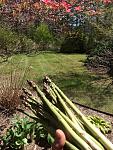 Click image for larger version

Name:	asparagus.jpg
Views:	254
Size:	55.6 KB
ID:	59169
