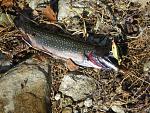 Click image for larger version

Name:	miniplugtrout.jpg
Views:	363
Size:	297.5 KB
ID:	64045