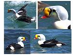 Click image for larger version

Name:	King Eider.jpg
Views:	147
Size:	92.8 KB
ID:	64111