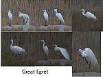 Click image for larger version

Name:	Great Egret PPT.jpg
Views:	136
Size:	81.7 KB
ID:	64141