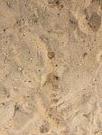 Click image for larger version
Name: deer two.JPG
Views: 144
Size: 42.8 KB
ID: 64349