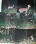 Click image for larger version

Name:	deer pictures001.jpg
Views:	805
Size:	150.3 KB
ID:	6921