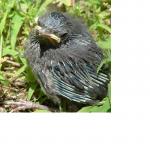 Click image for larger version

Name:	little bird.jpg
Views:	296
Size:	87.1 KB
ID:	7658