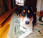 Click image for larger version
Name: oskar.1.jpg
Views: 193
Size: 89.7 KB
ID: 58583