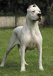 Click image for larger version

Name:	Dogo Argentino.jpg
Views:	1507
Size:	58.5 KB
ID:	38924