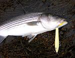 Click image for larger version
Name:	Lower_Howdy_NH_Bass.jpg
Views:	239
Size:	325.2 KB
ID:	47049