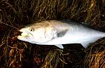 Click image for larger version
Name:	30_inch_BluefishJMAC.jpg
Views:	187
Size:	354.8 KB
ID:	47646