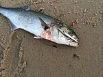 Click image for larger version

Name:	bluefish metal.jpg
Views:	486
Size:	316.0 KB
ID:	59355