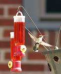 Click image for larger version

Name:	Hummingbird.jpg
Views:	265
Size:	156.3 KB
ID:	40873