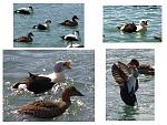 Click image for larger version

Name:	King Eider.jpg
Views:	156
Size:	97.7 KB
ID:	64048