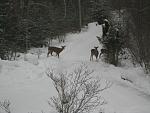 Click image for larger version

Name:	Driveway deer.jpg
Views:	156
Size:	172.5 KB
ID:	44080