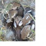 Click image for larger version

Name:	baby rabbits.jpg
Views:	511
Size:	103.8 KB
ID:	7730