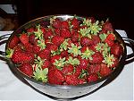 Click image for larger version

Name:	berries.jpg
Views:	178
Size:	79.2 KB
ID:	15911