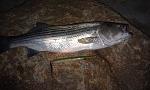Click image for larger version

Name:	31 inch striper on Bill's Needlefish100911.jpg
Views:	193
Size:	159.4 KB
ID:	48722