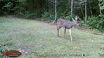 Click image for larger version

Name:	Daylite deer.jpg
Views:	159
Size:	266.3 KB
ID:	61700