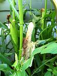 Click image for larger version

Name:	corngone.JPG
Views:	111
Size:	392.4 KB
ID:	47875