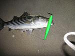 Click image for larger version
Name:	IMG_2493.jpg
Views:	288
Size:	240.1 KB
ID:	57092