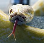 Click image for larger version

Name:	CyclopsOneEyedPython.jpg
Views:	242
Size:	39.0 KB
ID:	16604