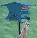 Click image for larger version

Name:	squirrel.jpg
Views:	163
Size:	6.5 KB
ID:	18934