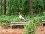 Click image for larger version
Name: white turk.jpg
Views: 274
Size: 269.1 KB
ID: 59420