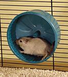 Click image for larger version

Name:	19394gerbil_wheellg.jpg
Views:	127
Size:	17.5 KB
ID:	37152