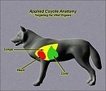 Click image for larger version

Name:	anatomy_coyote_side_I.jpg
Views:	957
Size:	27.0 KB
ID:	43517