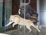 Click image for larger version

Name:	Lions.JPG
Views:	174
Size:	117.8 KB
ID:	16793
